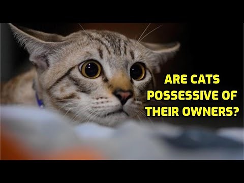 Do Cats Get Jealous Of Human Relationships?