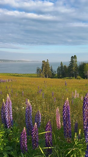 ☀️ This is your sign to visit Downeast, Maine. If you’ve been waiting for the perfect time to go, this is it. Summer in Downeast is everything: wild, welcoming, unforgettable. 📍Get here. Stay here. 🔗 Plan your trip: https://downeastacadia.com #VisitDowneast #DownEastAcadia #MaineSummer #PlanYourTrip #ExploreMaine #CoastalEscape #Vacationland #BookTheTrip #RealMaine | DownEast Acadia