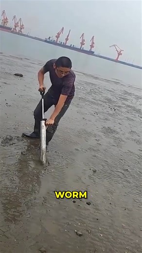 39K views | Beach Sandworm Catching Technique. #SandwormCatching #FishingBait #CoastalLife | Second date update | Facebook