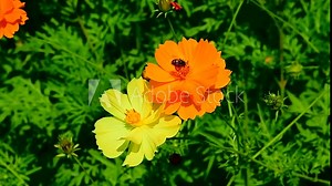 Orange and yellow cosmos flower in the garden having bee collect nectar, honey on the top of it.