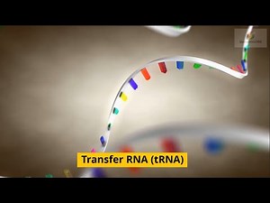 Transfer RNA (tRNA)