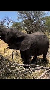 1.9K views · 185 reactions | BABY ELEPHANT OF THE WEEK: MELA Meaning...