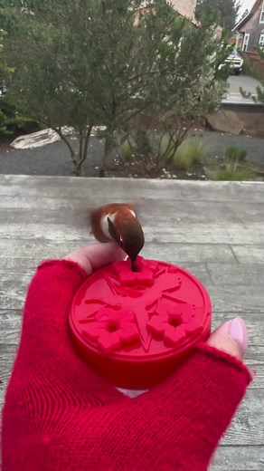Hummingbirdprincess on TikTok