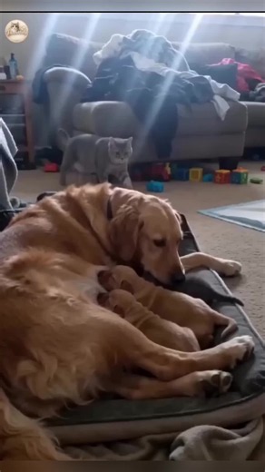 Funny Dog Prank Ideas to Make Everyone Laugh