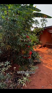 359K views · 4K reactions | Another native doctor on the run | Comedian Dibia Update | Facebook