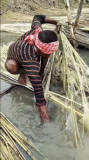 jute straightening process #jute #shortsvideo