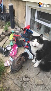 Cat caught on hidden camera stealing all the neighborhood shoes 😹 | The Dodo