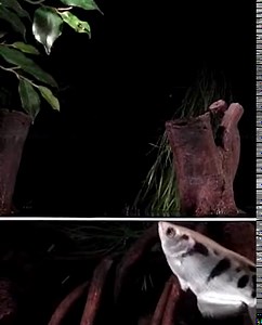 Spit to kill? How the archerfish shoots prey with fearsome accuracy
