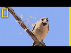 These Birds Build Big Nests. It Doesn't End Well. | National Geographic