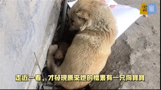 女子带走小狗寻领养，流浪狗妈妈在后紧追不舍..