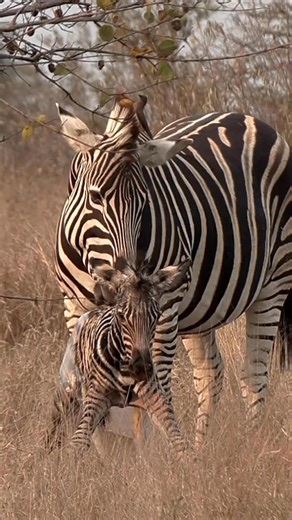12K views · 140 reactions | First steps of a zebra foal, wobbly, uncertain, yet full of determination. In the wild, every step counts toward survival. An extraordinary sighting. #rare #Sightseeing #motherhood #fblifestyle #naturelovers #nature | Porcupine Tours | Facebook
