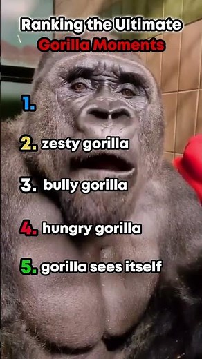 Ranking The Funniest Gorilla Moments 🤣