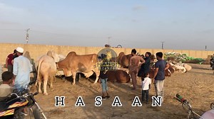 5.5K views · 332 reactions | MANDI MA KHUBSORAT OR RANG O NASAL WALA MAAL UNLOAD HO CHUKA HAI | Mandi Scenes | Facebook