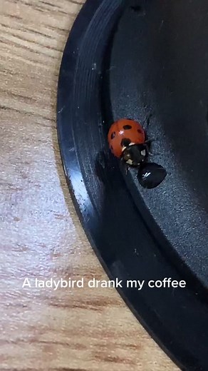 Ladybug Coffee - Funny TikTok Video