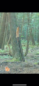 It’s the time of year where fox pups leave to find their own territory. This was one of the last videos I have of the fox pups together that year. One of them likes to run up a hemlock tree 🌲 🦊 🦊 #fox #animals #wildlife #cute #nature #trailcam #foxes #newyork #climbing | Red Fox Tales