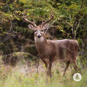 Although chronic wasting disease (CWD) has been present in hunted populations of deer and elk for more than 30 years, no case of human CWD has been identified. Clinical signs include significant weight loss, ataxia, and hypersalivation. Learn more: https://mrkmnls.co/3TwxTKX | The Merck Veterinary Manual