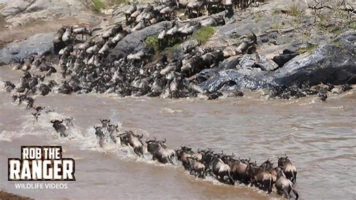 Massive gnu herd crosses Mara River during migration