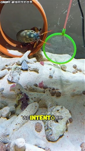 This shrimp's behavior changed after laying eggs 🦐🥚 #shortvideo