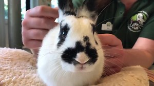 28 reactions | ⭐ Rabbit Health ⭐ As rabbits are prey species, they...