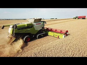 Claas Lexion 780 Terra-Track in the field harvesting wheat | Harvest 2020 | Danish Agriculture