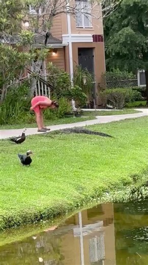 Woman Calmly Pets Alligator Without Any Fear
