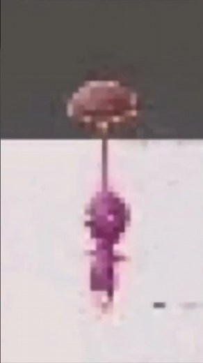 Pikmin 5 - 24.4.8 - trailer