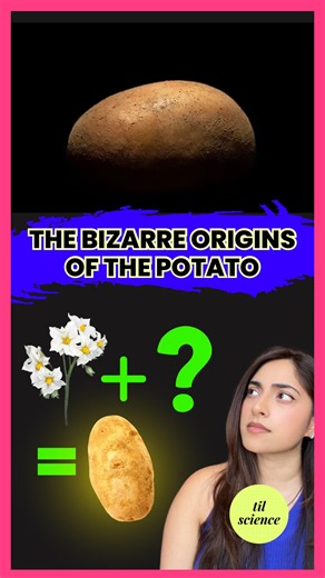 Dr. Harini Bhat (PharmD) | Science Storyteller on Instagram: "Scientists uncover the ancient origins of the humble potato and it wasn’t what you might expect. Turns out, potatoes are actually the love child of tuberosum, a flowering plant, and…an ancient tomato! This nearly 50/50 genetic hybrid pulled off the ultimate evolutionary plant partnership millions of years ago. While their parents dealt with weather drama above ground, potatoes went underground to become indestructible Read more here: 