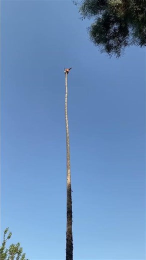 Idiots With Chainsaws: Tree Cutting Fails #1