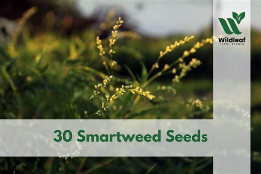 30 Smartweed Seeds – Persicaria Punctata Wildflower - Etsy
