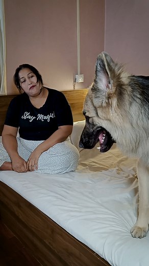 2K views · 21 reactions | Leo the German Shepherd is like a silent...