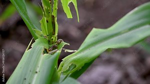 In the maize field, the armyworm attack the maize leaves, causing damage to the maize leaves, attack of The fall armyworms on maize or corn crop.