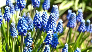 Footage of a bee collects nectar and pollinates muscari flowers in a garden in spring Stock Video