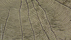 Roach scale microscopic focusing shot