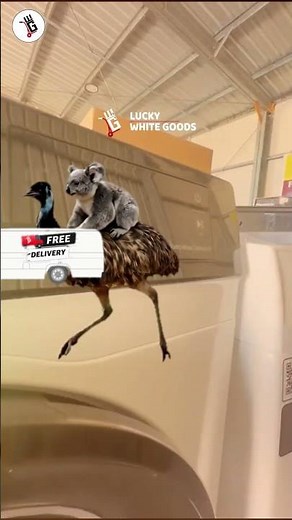 Save Over $200 on This Hisense Washing Machine! (Brisbane)