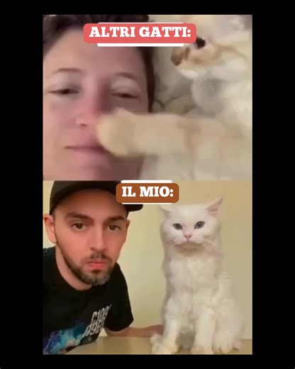 1.2M views · 10K reactions | #gatti #gatto #gattidivertenti #catlovers #gattini #animalidivertenti #umorismo #videocomedy | Avanti a testa alta. | Facebook