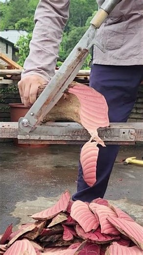 The Slicing of Millettia reticulata