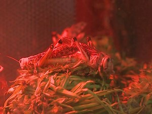 Insect meat: food of the future