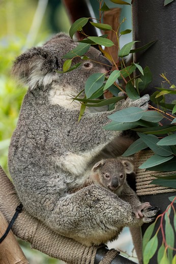 Baby koala born at San Diego Zoo: Here’s what makes this joey so special