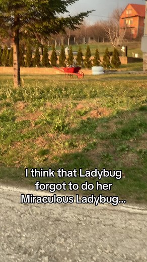 In the daytime…#miraculous #fyp