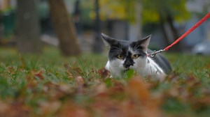 Cat, Kitty, Pet, Animal, Cute