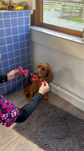 Strut your Mutt - Pet Service on Reels