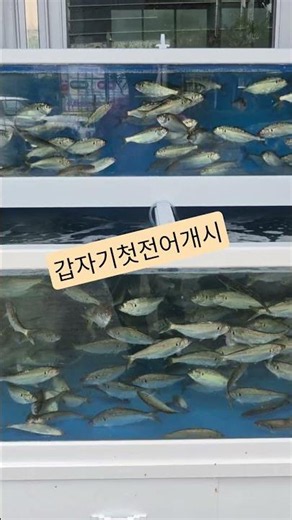 #울산명촌맛집 #울산전어 #울산횟집 #울산오징어 #가을전어 갑자기 전어가 들어왔는데 진짜 맛 있네요