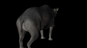 Animation of dinosaur Brontotherium gyrating 360 degree on black background