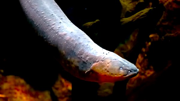 Watch an electric eel unleash a high-voltage strike on its prey
