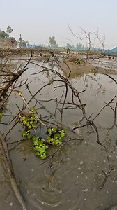 185K views · 1.6K reactions | Local Dry Season Muddy Water Village Fishing Video #village #FishingLife #catfish #fish #fishing | Local Fishing Videos | Facebook