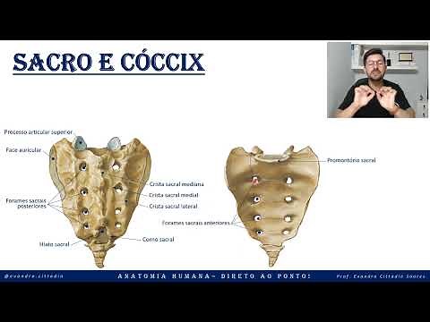 Sacrum and coccyx - Axial skeleton - Skeletal system - Anatomy straight to the point!