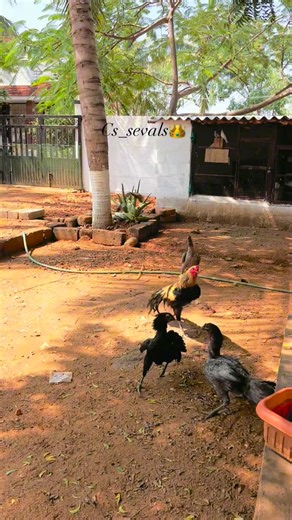 Cs.sevals on Instagram: "Own project queens👑 No fear lineage💯🔥 #Trending #instamood #kattuseval #sevalsandai"