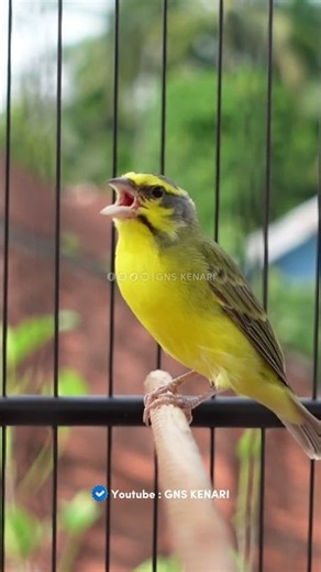 Masteran mozambik untuk kenari | Yellow fronted Canary song for canaries | Música para canários #07