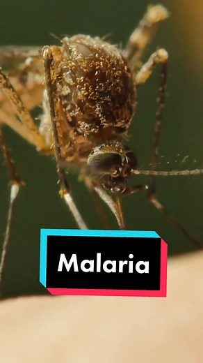 Hashem Al-Ghaili on TikTok