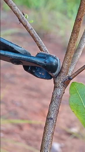 "A must-see for novices! Correct use of gardening shears"